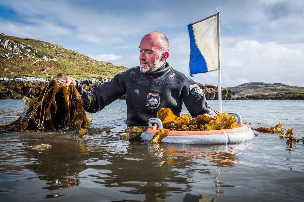 Lewis Mackenzie gathering Sugar Kelp seaweed.