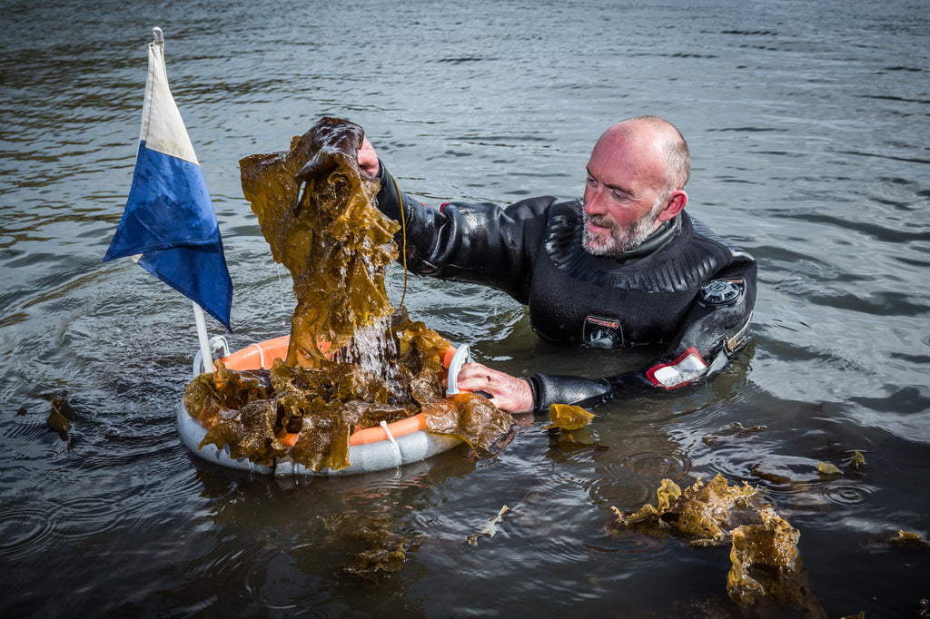 Diver Lewis Mackenzie gets hands on with Sugar kelp.