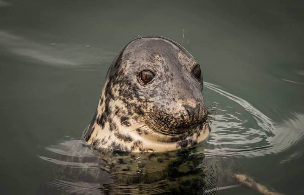 Seals and their young are easily spotted at sea this time of year. Image © Lewis Mackenzie