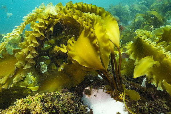 The golden-green fronds of Sugar Kelp catching in the spring light.