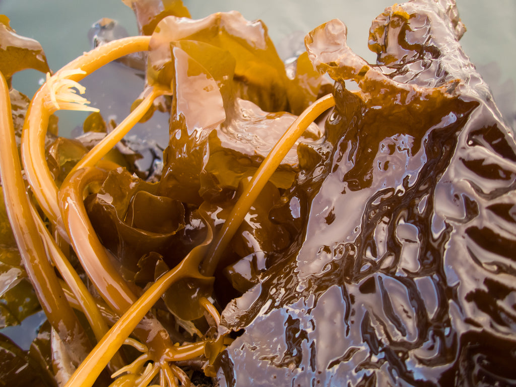 Sugar Kelp reaches maturity bringing our annual harvest to a close. Image © Lewis Mackenzie
