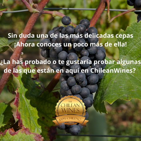 chileanwines o chilean wines