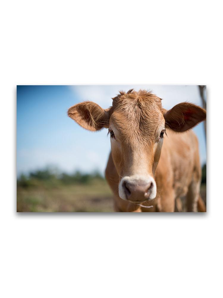 Beautiful Young Light Brown Cow Poster -Image by Shutterstock