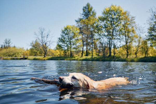 Dog swimming in a lake with a stick