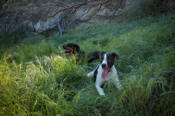 Two dogs sitting in the shade on long grass
