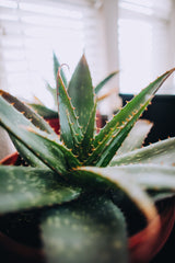 Close up of a Aloe Vera plant in a terracotta pot 