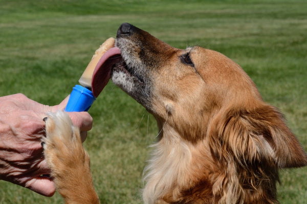 Brown dog licking ice cream