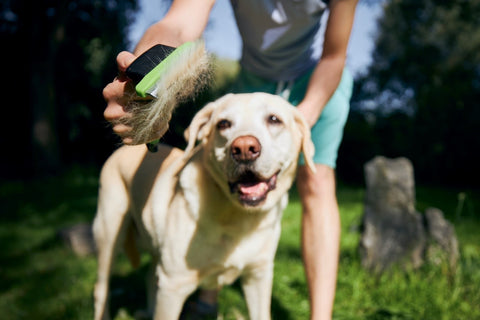 Man brushing a light Labrador dog with dog brush