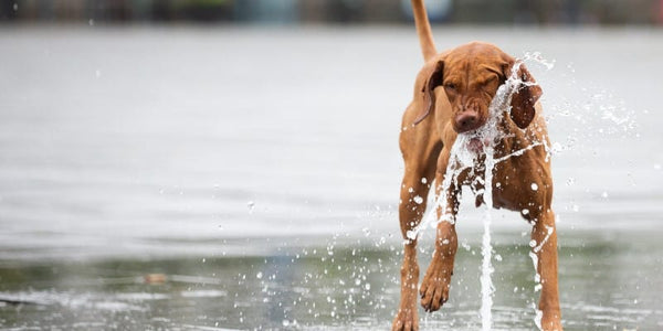 Dog drinking water from fountain