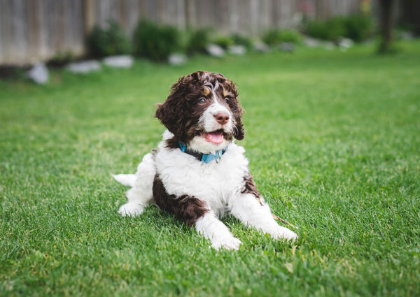 Dog in backyard