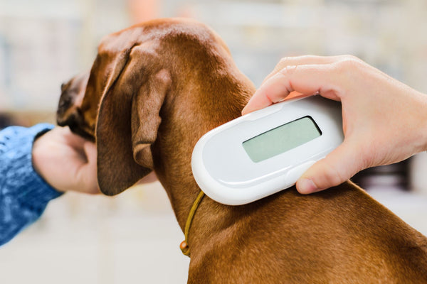 Dog's microchip being scanned