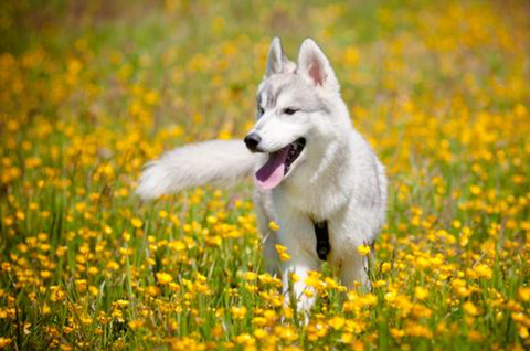 Older dog playing in a field with yellow flowers