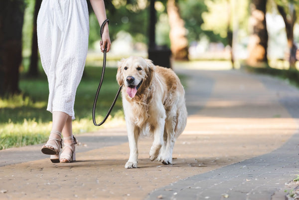 Dog going on a walk