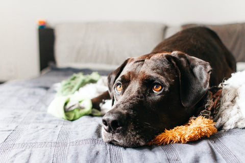 Dog on the bed looking up at owner for YuMOVE US.