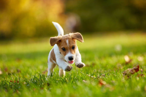 Puppy running and playing on grass