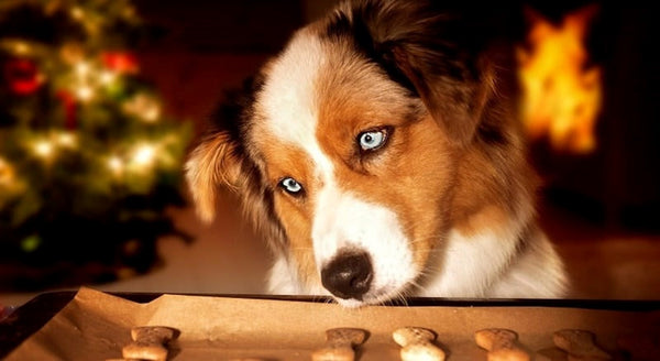 Dog looking at cookies