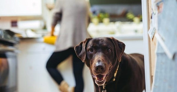 Labrador in the kitchen