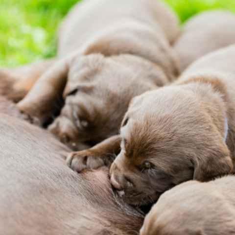 Brown labrador puppies feeding
