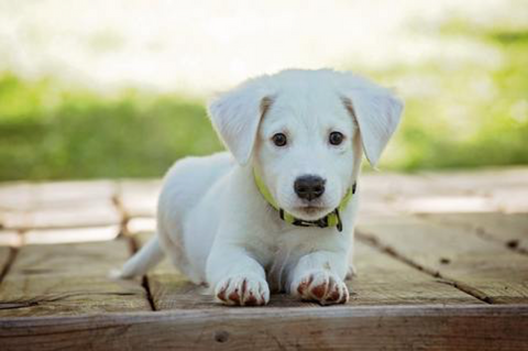 Young white puppy lying on a wooden deck