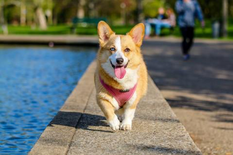 Corgi puppy walking along by the water