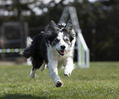 Nancy Gyes Agility World Champion and her dog doing agility