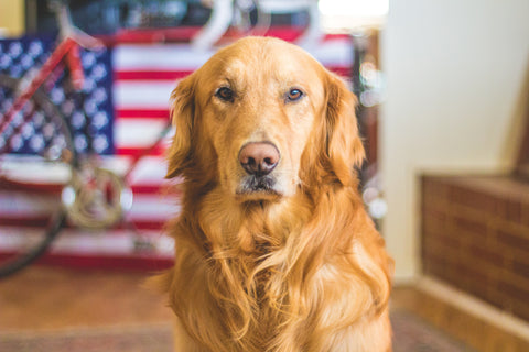 Golden retriever safe indoors with American flag