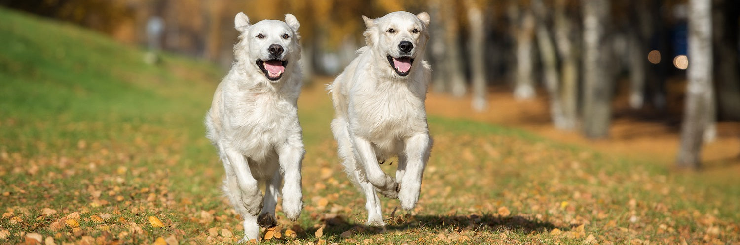 Two white dogs running in a field
