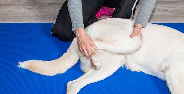 A dog going through physiotherapy