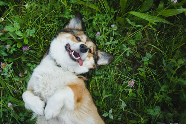 Small dog laying down in grass with tongue stuck out