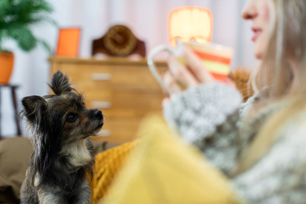 Small brown dog looking at owner with mug