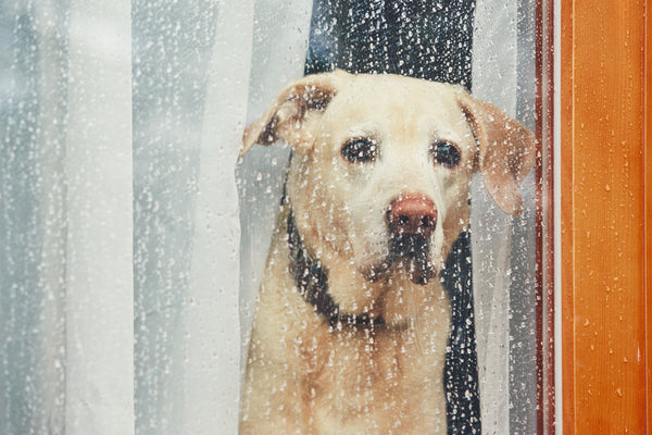 Dog looking out of the window in the rain