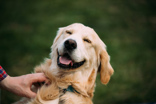 Happy dog getting scratched