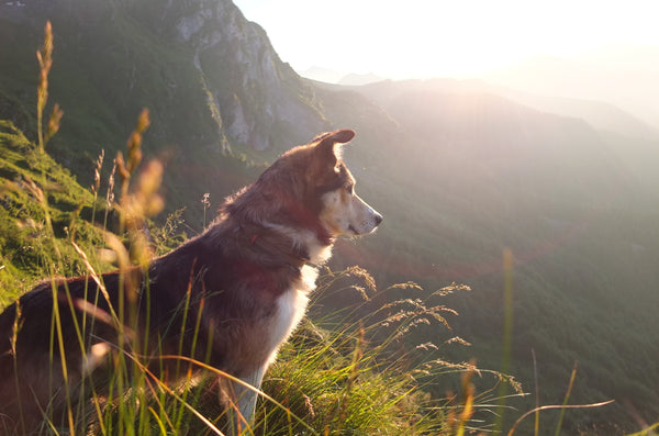 A thoughtful dog looking over a beautiful landscape