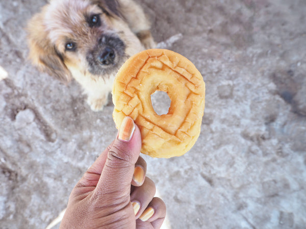 Small dog being fed a plain donut