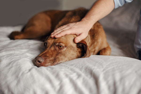 Dog on the bed with owner being stroked