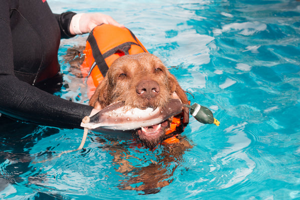 Dog swimming in hydrotherapy with duck toy