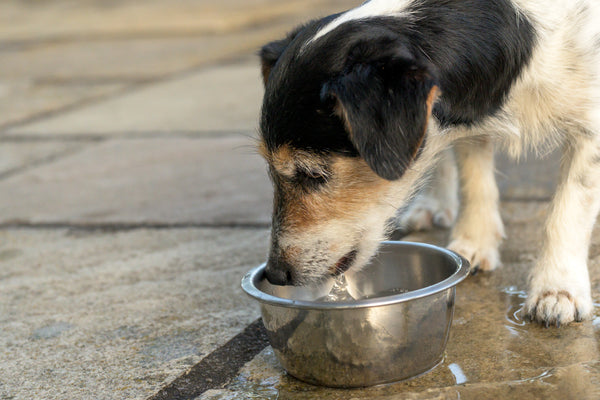 Older dog drinking water from a bowl