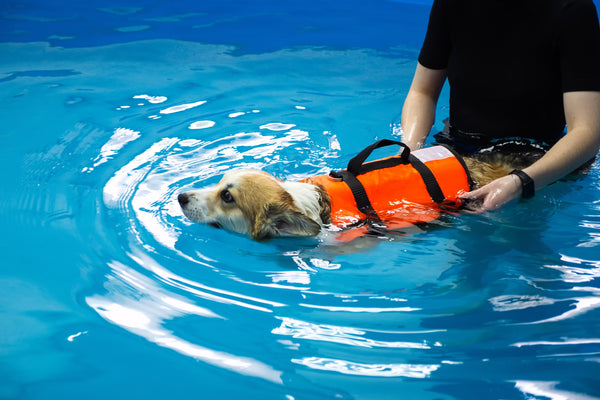 Dog swimming in hydrotherapy with hydrotherapist