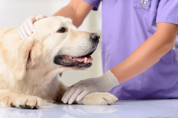 Dog gets good news from a veterinarian