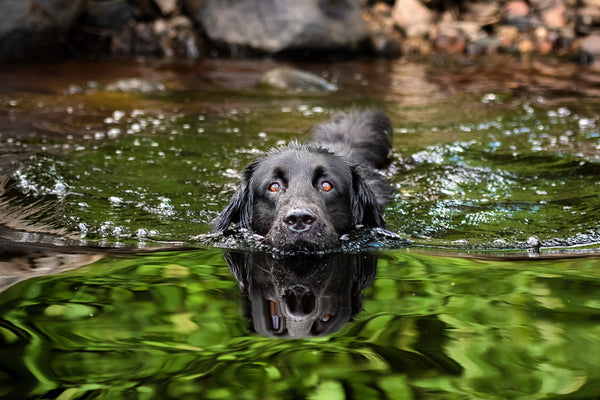 Black dog swimming in a lake
