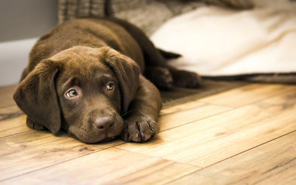 Tired dog rests on the floor