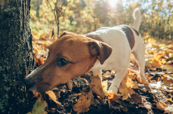 Dog sniffing a tree