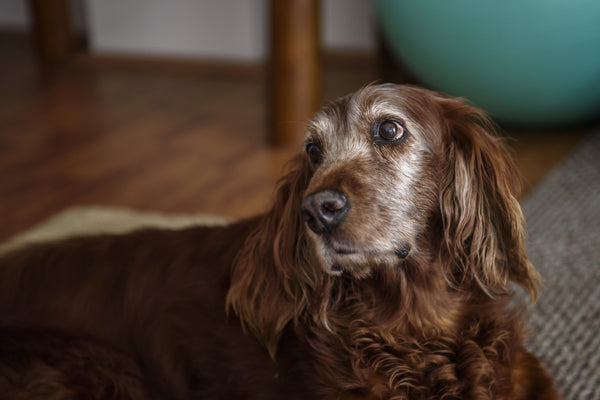 Older brown dog laying down inside