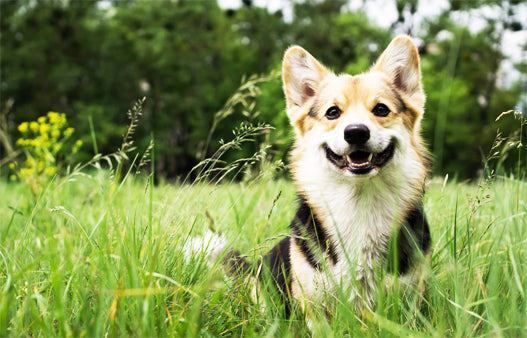 happy dog standing in tall grass