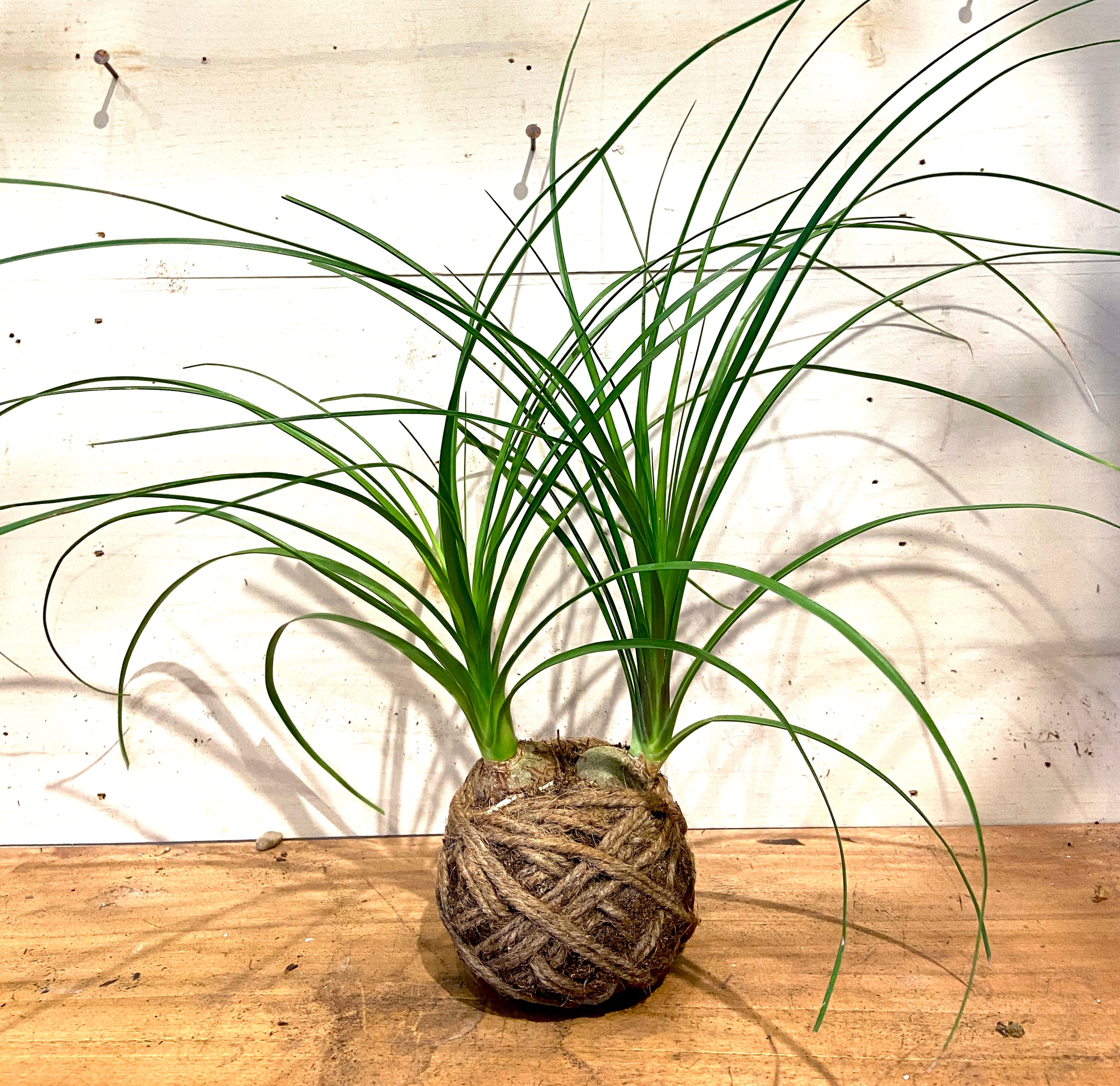 Mini Palm Small Mudball