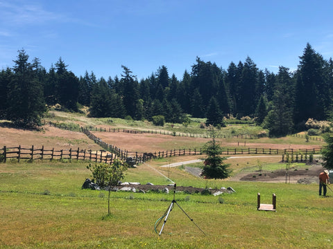 June dry field San Juan Island Tea Farm