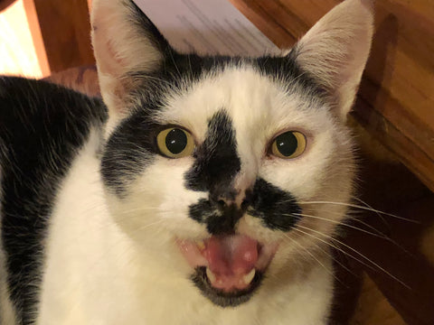 Paolo the cat