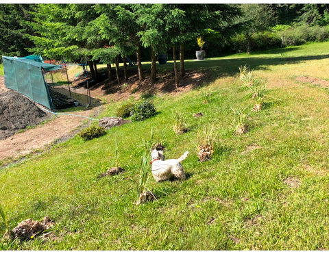 pampas grass growing in tea farm