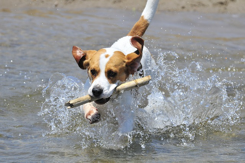 The Secret to a Stress-Free Summer Taking Your Dog Around Water