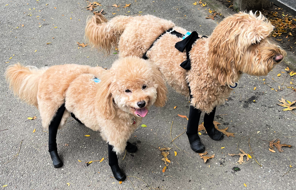 Walkee Paws New Deluxe Dog Leggings with improved molded booties